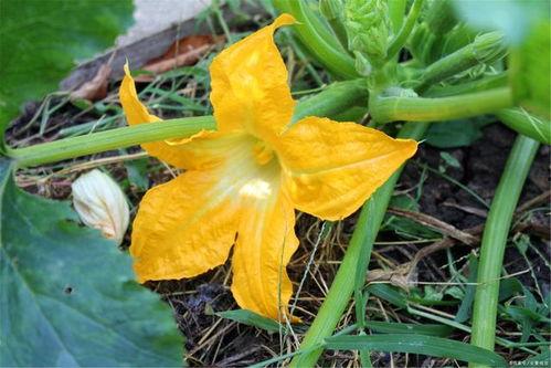 爱娱乐的吃瓜花,揭秘娱乐圈幕后故事